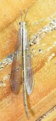 Macronemurus