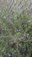 Solanum parishii