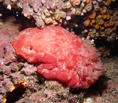 Hexabranchus