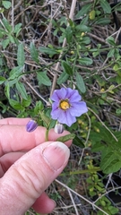 Solanum parishii