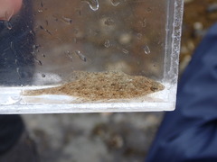 Citharichthys stigmaeus