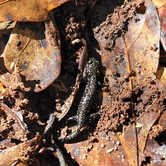 Plethodon grobmani