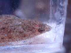 Citharichthys stigmaeus