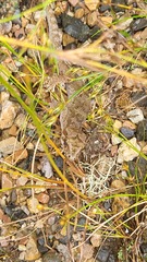 Dactylocnemis pacificus