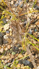 Dactylocnemis pacificus