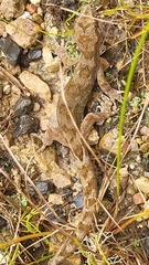 Dactylocnemis pacificus