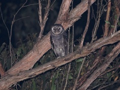 Tyto tenebricosa