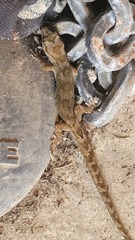 Dactylocnemis pacificus