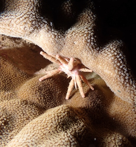 Eucidaris metularia observed 2023-02-11