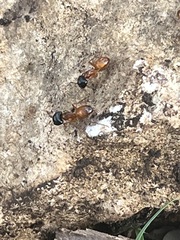Camponotus sansabeanus
