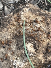 Camponotus sansabeanus