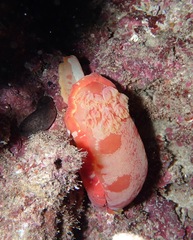 Hexabranchus