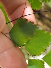 Adiantum tenerum