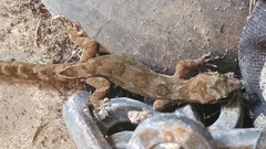 Dactylocnemis pacificus