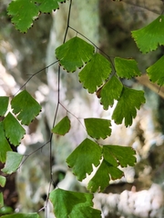 Adiantum tenerum