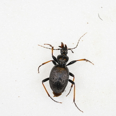 Cychrus attenuatus