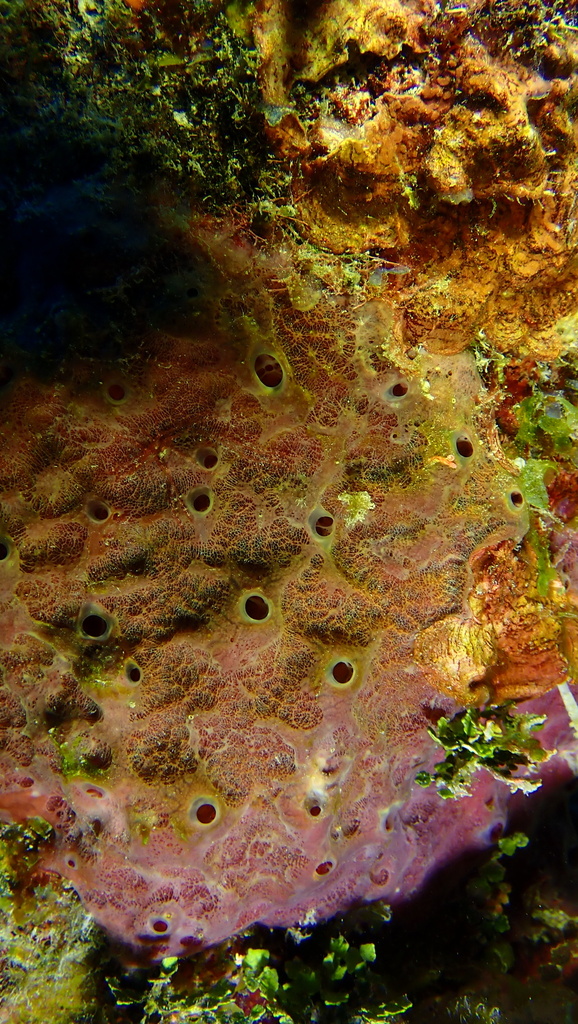 Svenzea cristinae