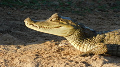 Caiman crocodilus crocodilus