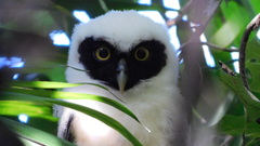 Pulsatrix perspicillata