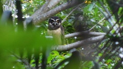 Pulsatrix perspicillata