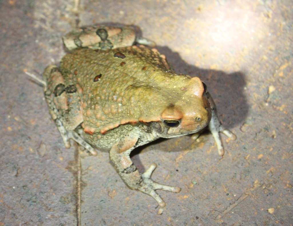 Red Toads