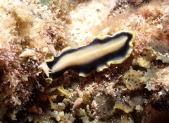 Pseudoceros paralaticlavus