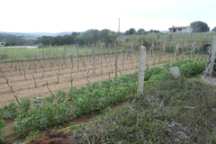 Vitis vinifera vinifera