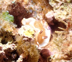Glossodoris rufomarginata