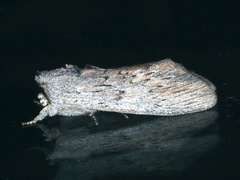 Destolmia lineata