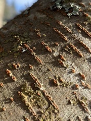 Cryphonectria parasitica