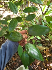 Nectandra coriacea