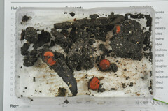 Scutellinia vitreola