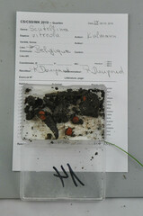 Scutellinia vitreola