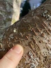 Cryphonectria parasitica