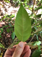 Nectandra coriacea