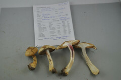 Cortinarius vitellinopes