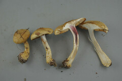 Cortinarius vitellinopes