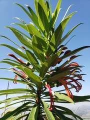 Lobelia excelsa