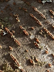 Cryphonectria parasitica