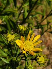 Flourensia thurifera