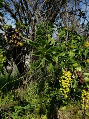 Anisomeria littoralis