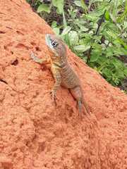 Tropidurus
