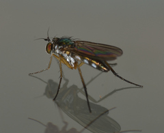Dolichopodinae