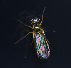 Dolichopodinae