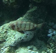 Heteropriacanthus cruentatus