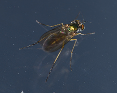 Dolichopodinae