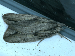 Ecnomodes sagittaria