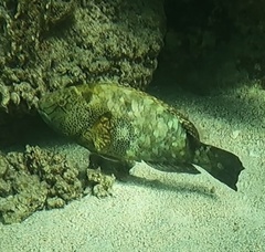 Calotomus viridescens