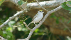 Ammodramus aurifrons