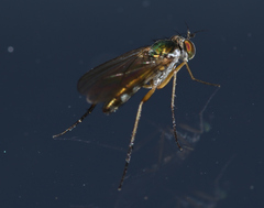 Dolichopodinae